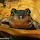 Frogs in Tennessee