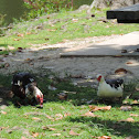 Domestic Muscovy Duck (pair)