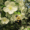 Bumble Bee