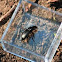 Ground Beetle