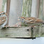 Chipping Sparrow