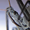Wheel Bug