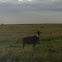 Hartebeest