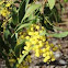 Golden Wattle