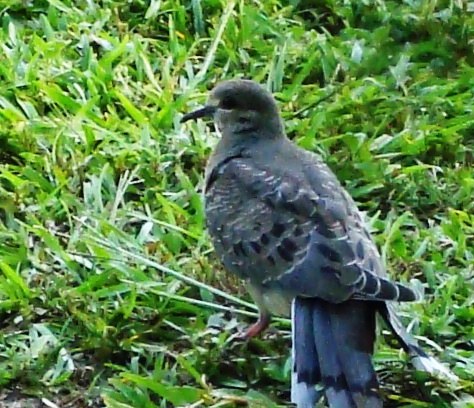 Spotting Image 1