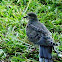 Mourning Dove (immature)