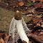 Long Net Stinkhorn