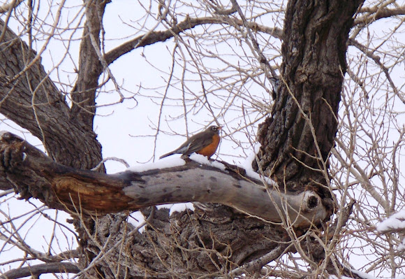 Spotting Image 1