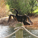 Anhinga