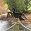 Anhinga