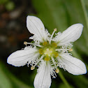 Fringed Gr. Parnassus