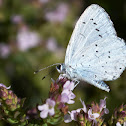 Polyommatus