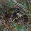Cottonmouth