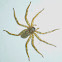Flat Spider
