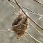 Bird's nest