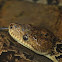 Cuban boa