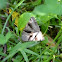 forage looper