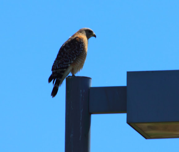Spotting Image 1