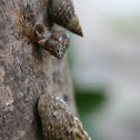 Mangrove Snail