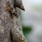 Mangrove Snail