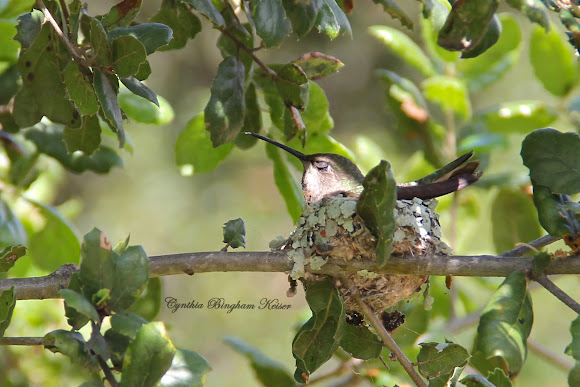 Spotting Image 1
