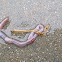 Worms