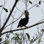 Hill Myna