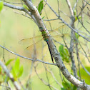 Common green darner