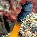 Two color combtooth Blenny