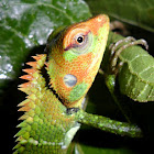 Common Green Forest Lizard