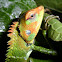 Common Green Forest Lizard