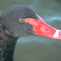 Black Swan