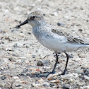 Semipalmated Sandpiper