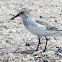 Semipalmated Sandpiper