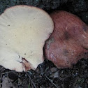 beefsteak polypore