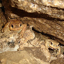 Sapo-comum