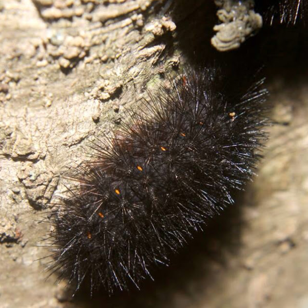 Giant Leopard Moth (Caterpillar) Project Noah