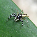 Multi-coloured Phintella Jumper