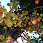 Abricó-de-macaco, Cannonball Tree