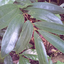 Wild Cinnamon
