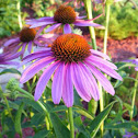 Purple Cone Flower