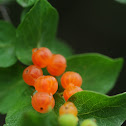 Honeysuckle
