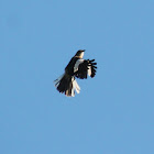 Mocking Bird