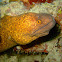 Yellow-Edged MorayEel 