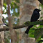 Lesser Racket-tailed Drongo