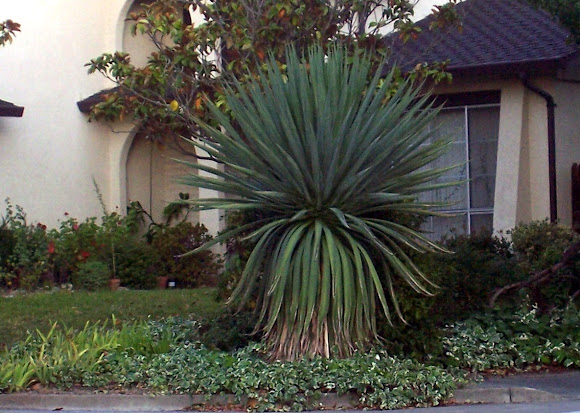 Spotting Image 1