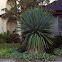 Yucca