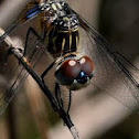 Blue dasher dragonfly