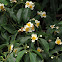 Theaceae