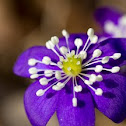 kidneywort 